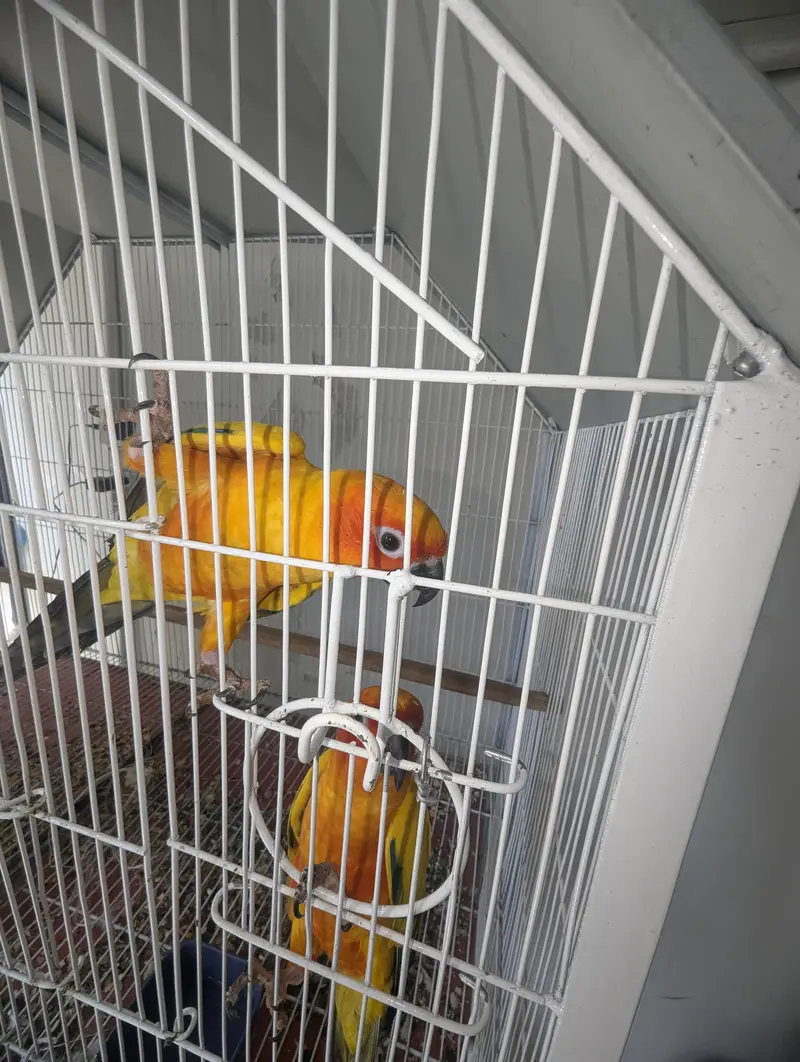 Sun Conure Breeder Pair (High Red Factor) — photo 4