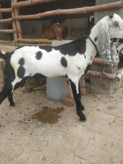 Beetal Kala dubba pathoray for sale.