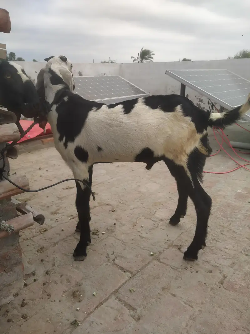 Beetal Kala dubba pathoray for sale. — photo 2