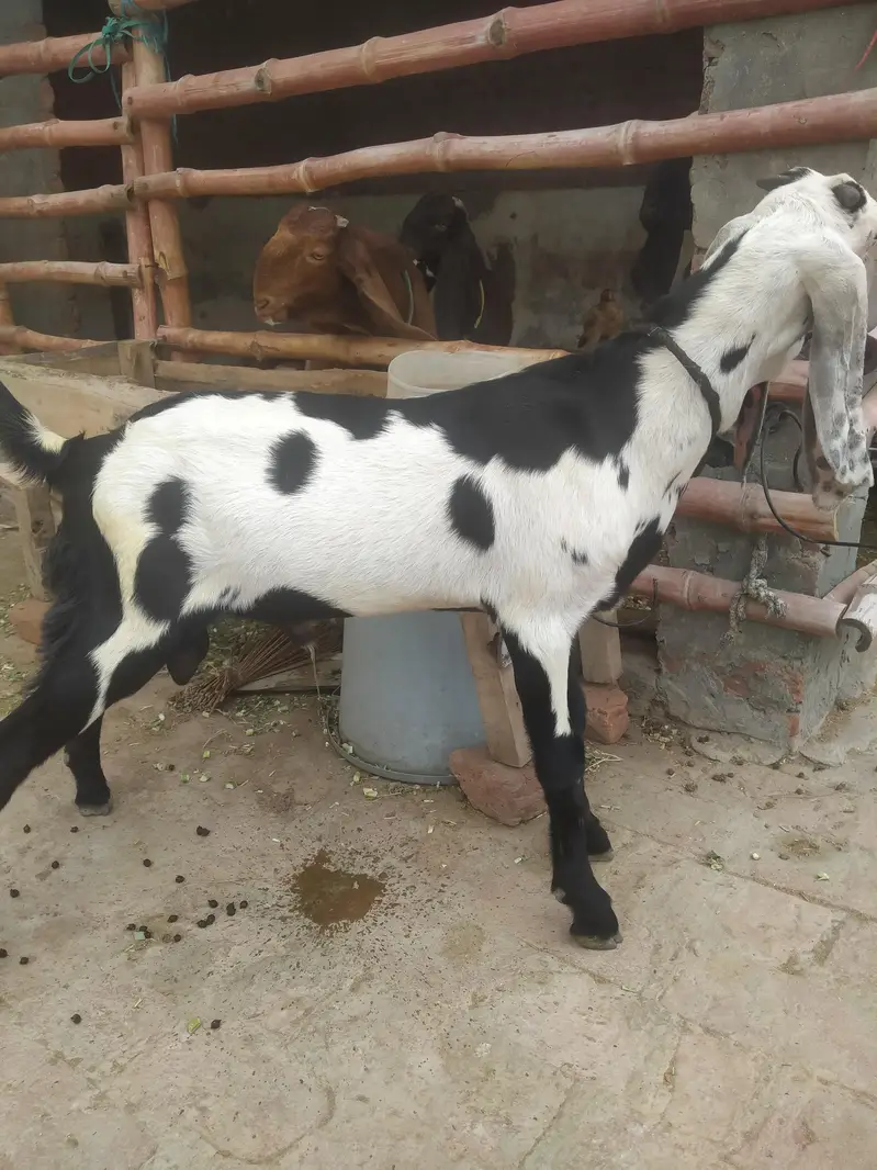 Beetal Kala dubba pathoray for sale. — photo 3