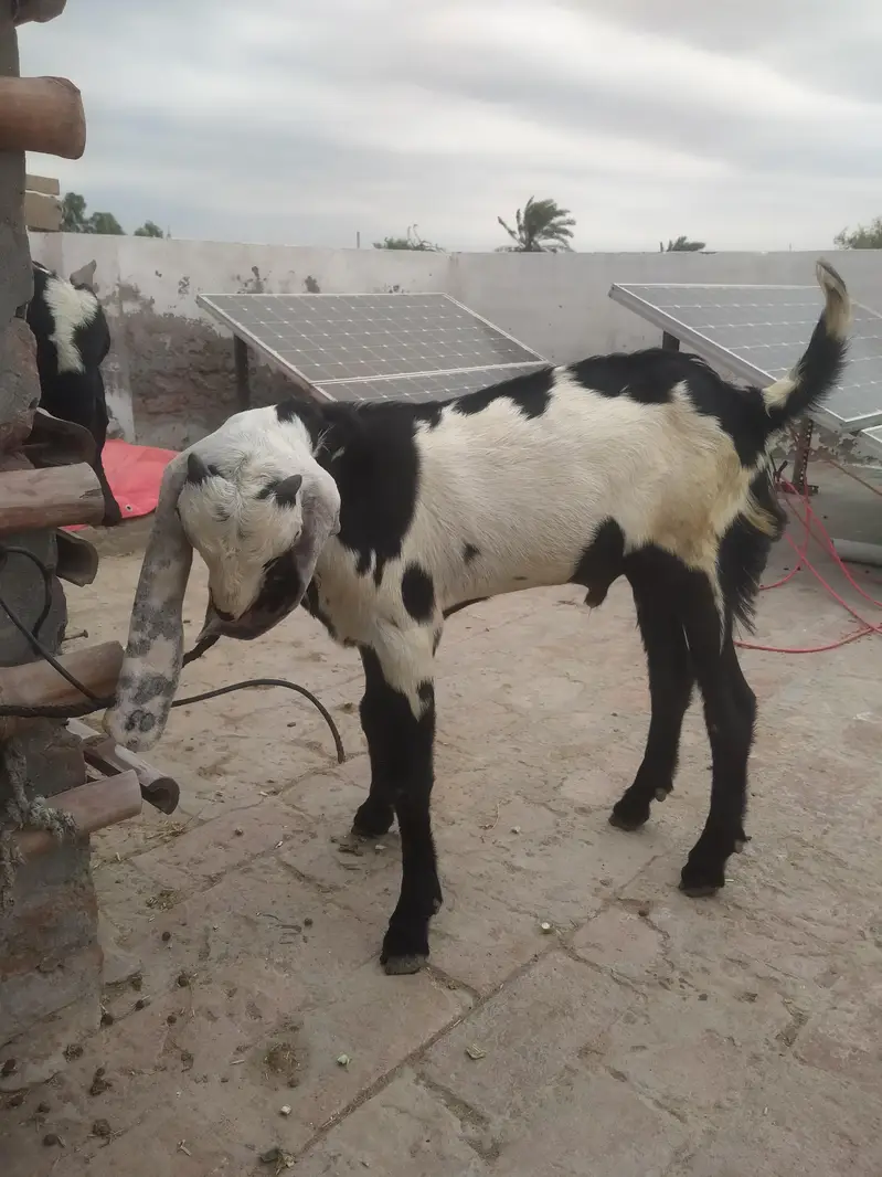 Beetal Kala dubba pathoray for sale. — photo 4