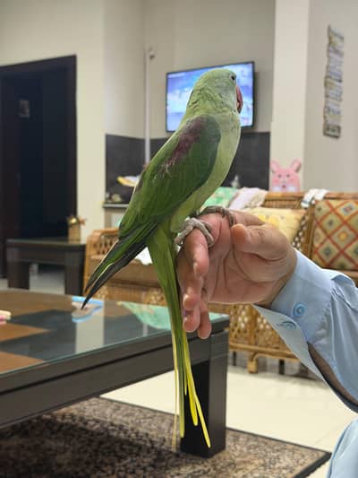 Healthy fully tamed Raw Parrot for sale
