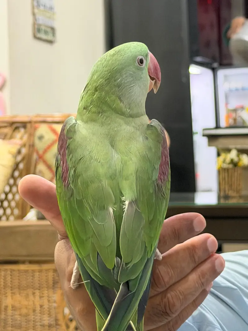 Healthy fully tamed Raw Parrot for sale — photo 2