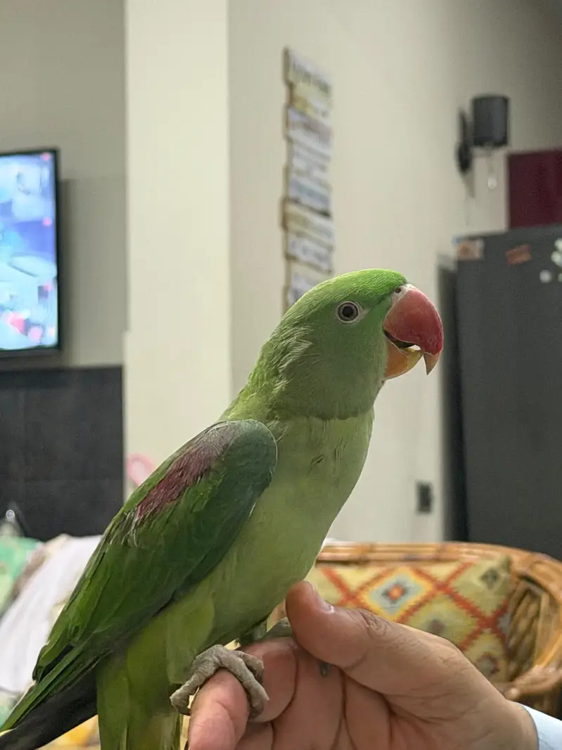 Healthy fully tamed Raw Parrot for sale — photo 3