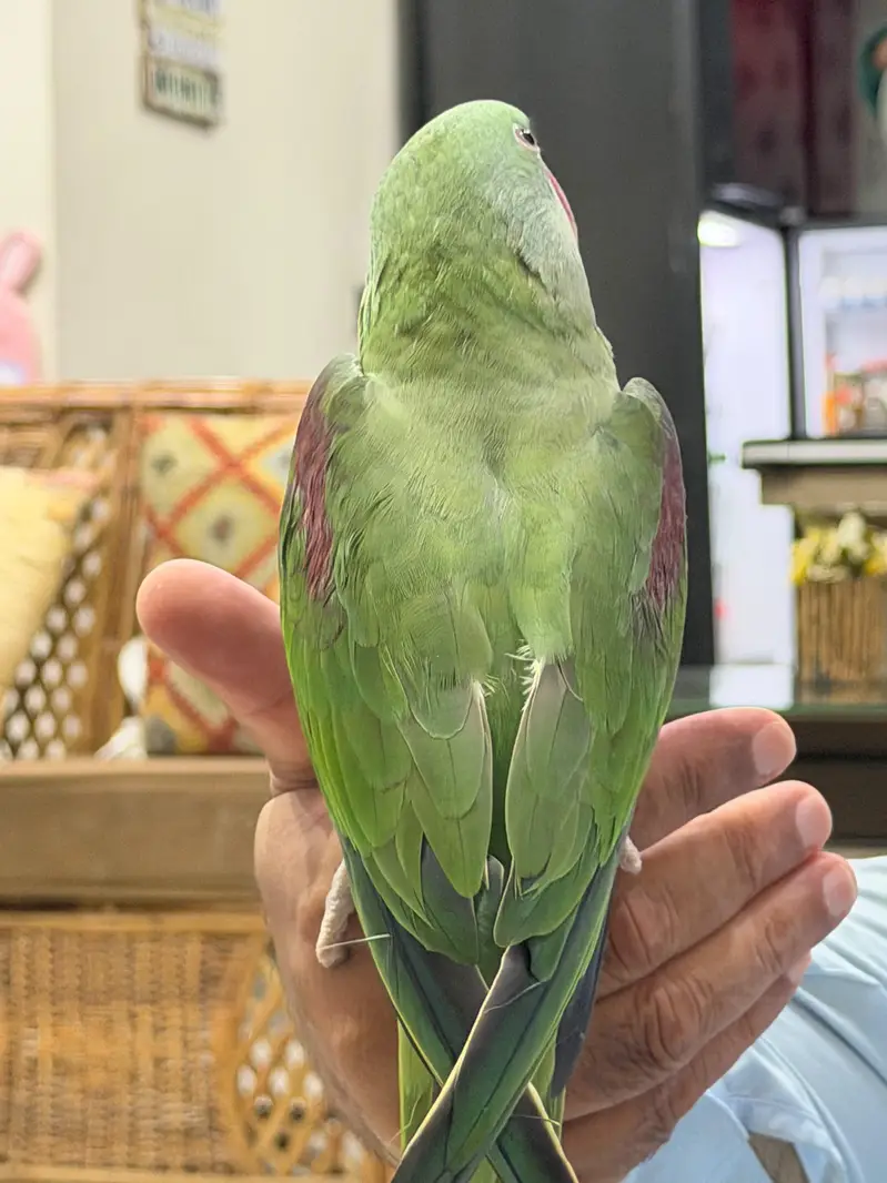 Healthy fully tamed Raw Parrot for sale — photo 4