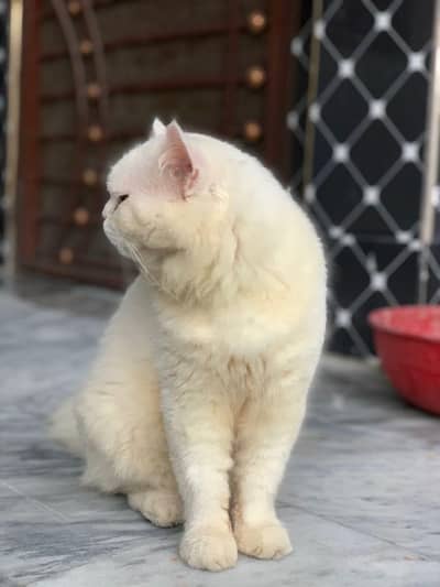 punch face male cat
