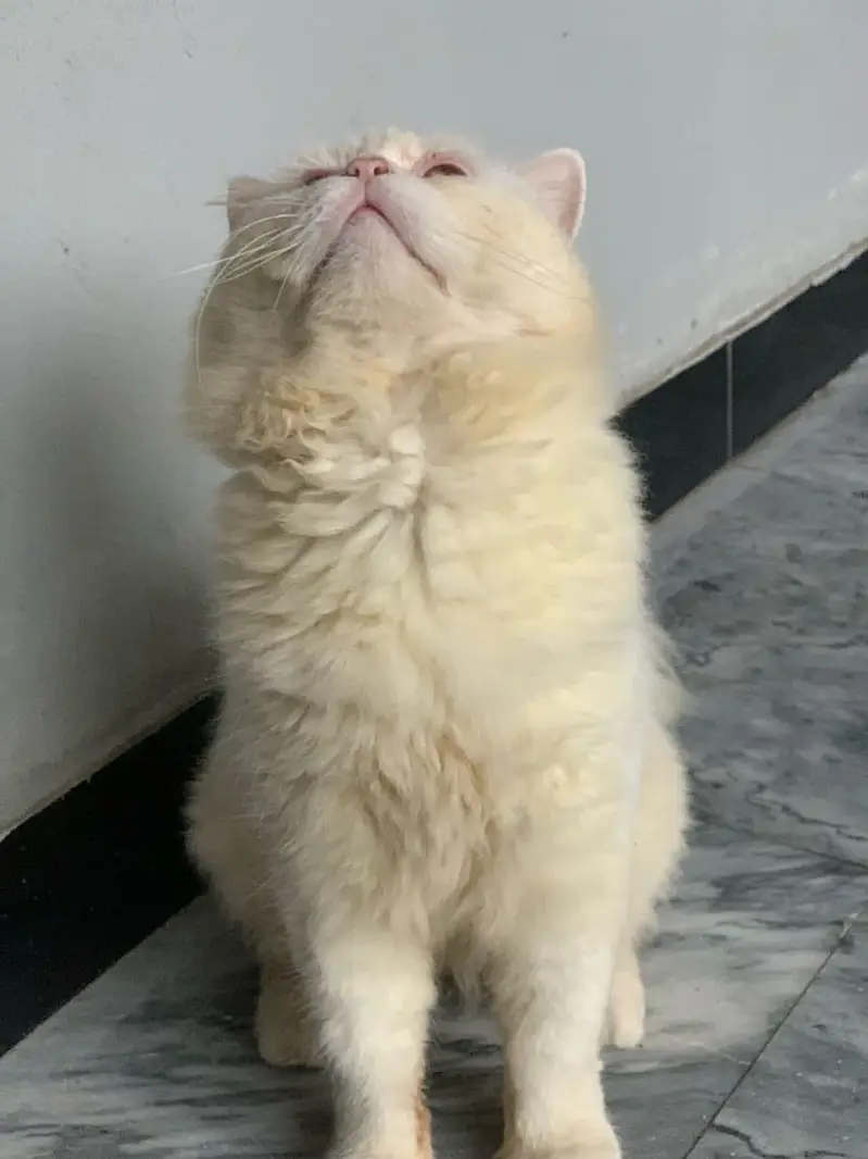 punch face male cat — photo 2