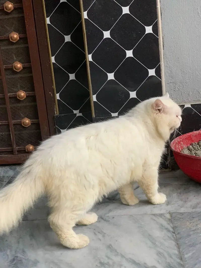 punch face male cat — photo 3