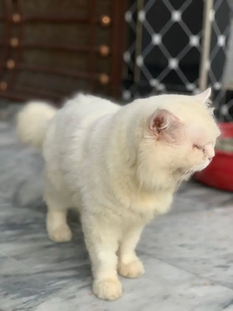 punch face male cat — photo 4