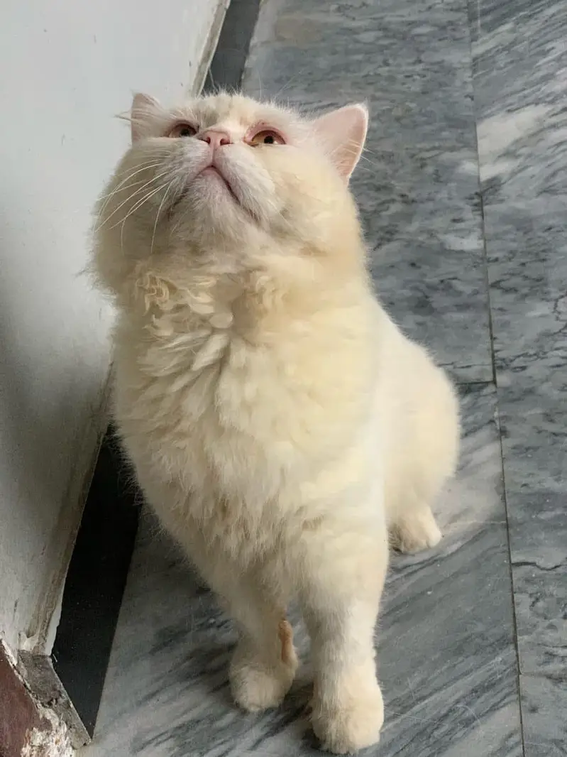 punch face male cat — photo 5