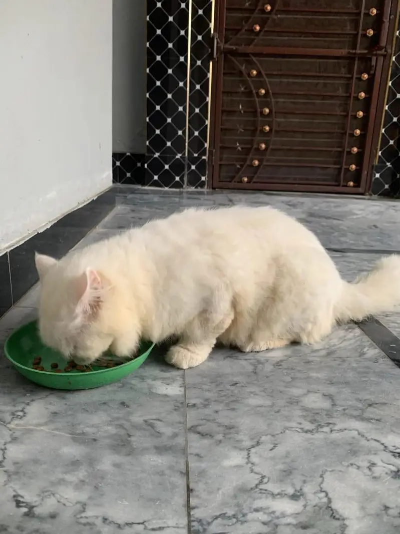 punch face male cat — photo 6