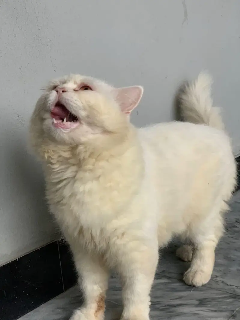 punch face male cat — photo 7