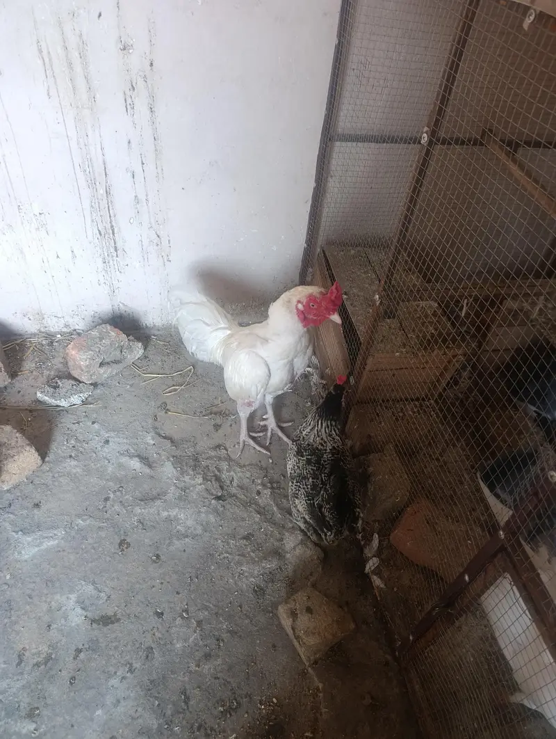 1sall sa uper — photo 2