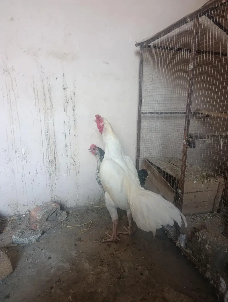 1sall sa uper — photo 3