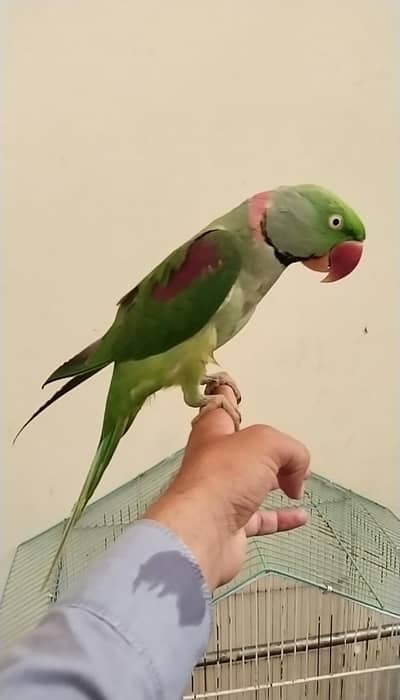 Alexander parrot hand tame talking no bites