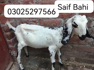 Sale Out Goat