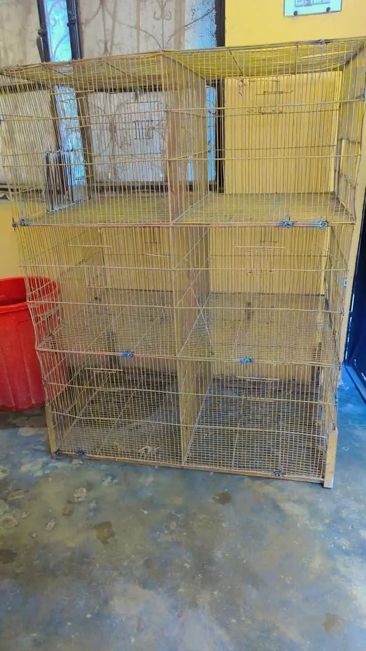 parrot box — photo 2