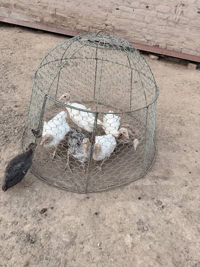 Turkey chicks for sale