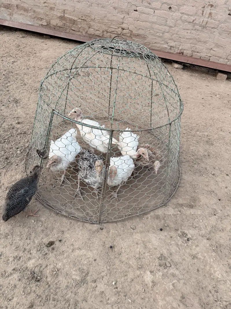 Turkey chicks for sale