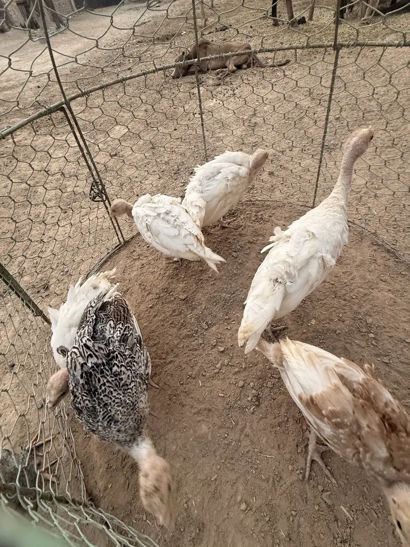 Turkey chicks for sale — photo 2