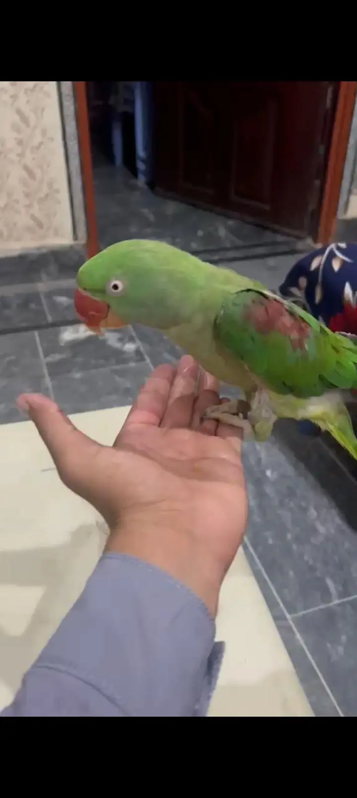 Alexander parrot hand tame talking no bites — photo 2