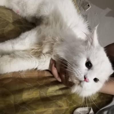 Persian Male Cat Available for Meeting | Healthy & Active