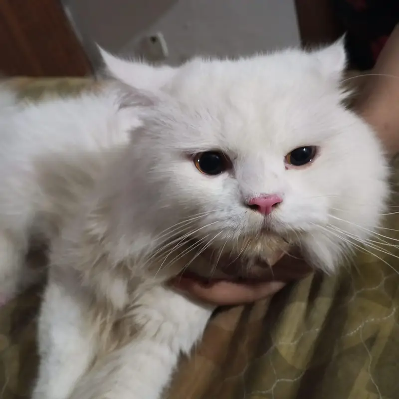 Persian Male Cat Available for Meeting | Healthy & Active — photo 2