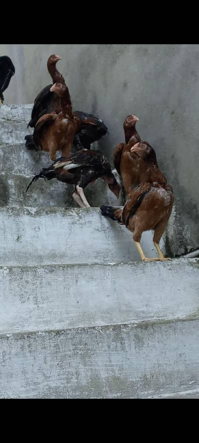 Aseel Amroha cross 12 hens 3 males