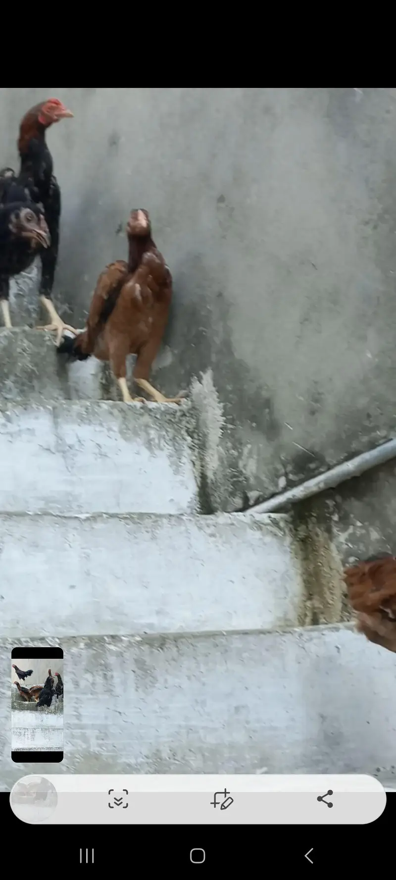 Aseel Amroha cross 12 hens 3 males — photo 2