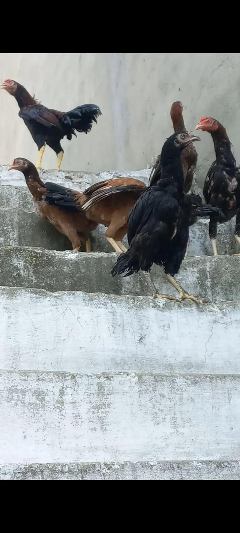 Aseel Amroha cross 12 hens 3 males — photo 3