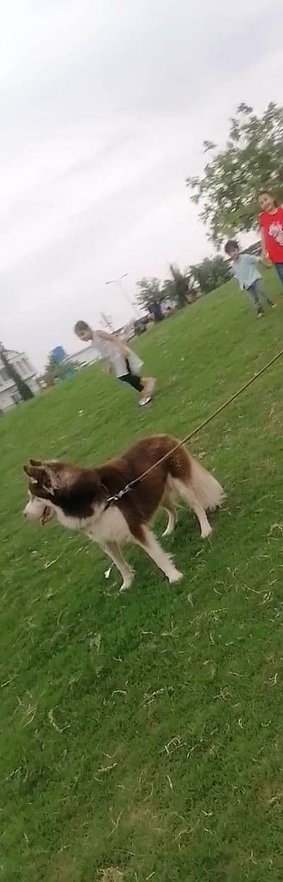 Husky for sell
