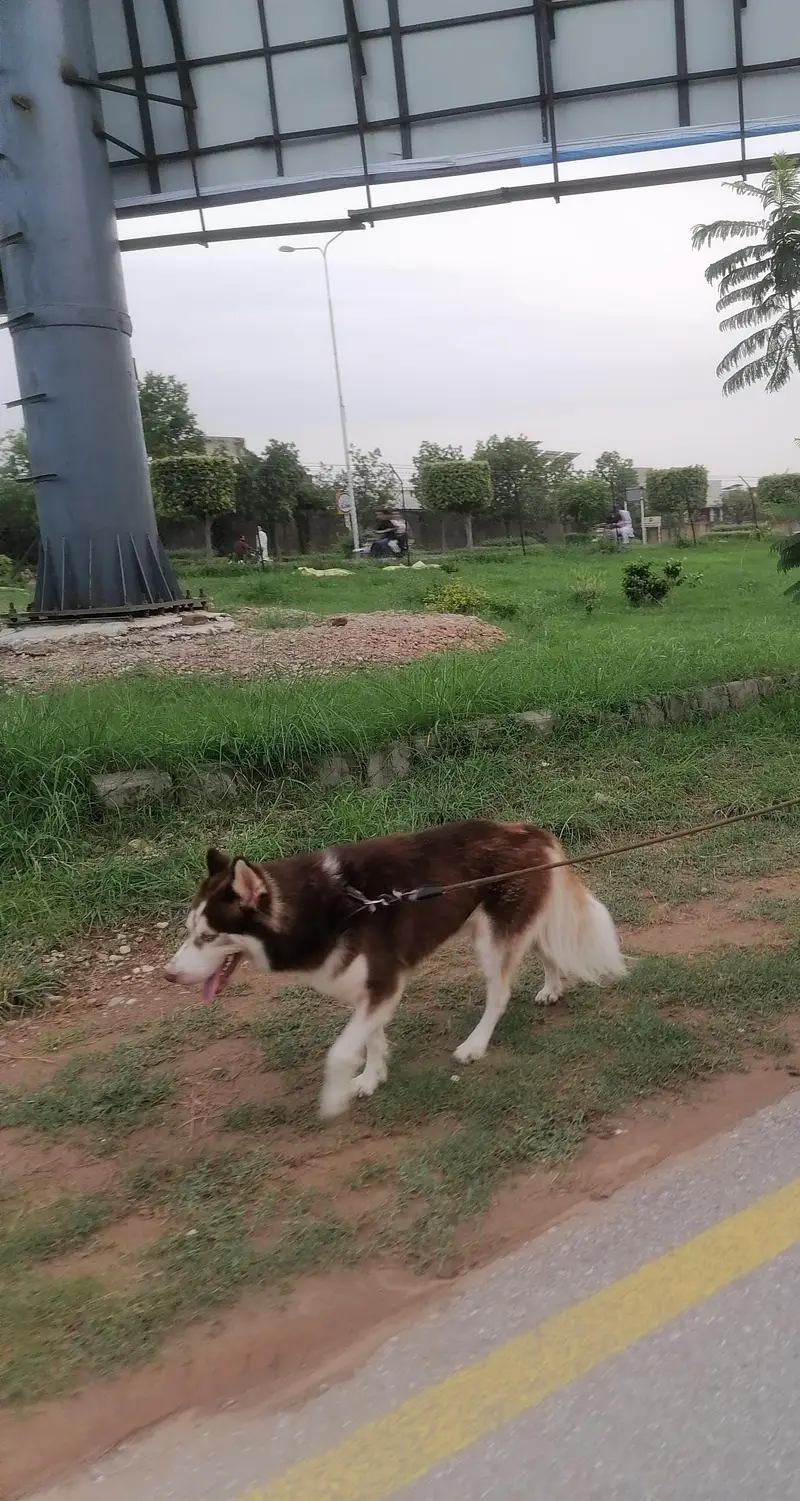 Husky for sell — photo 2