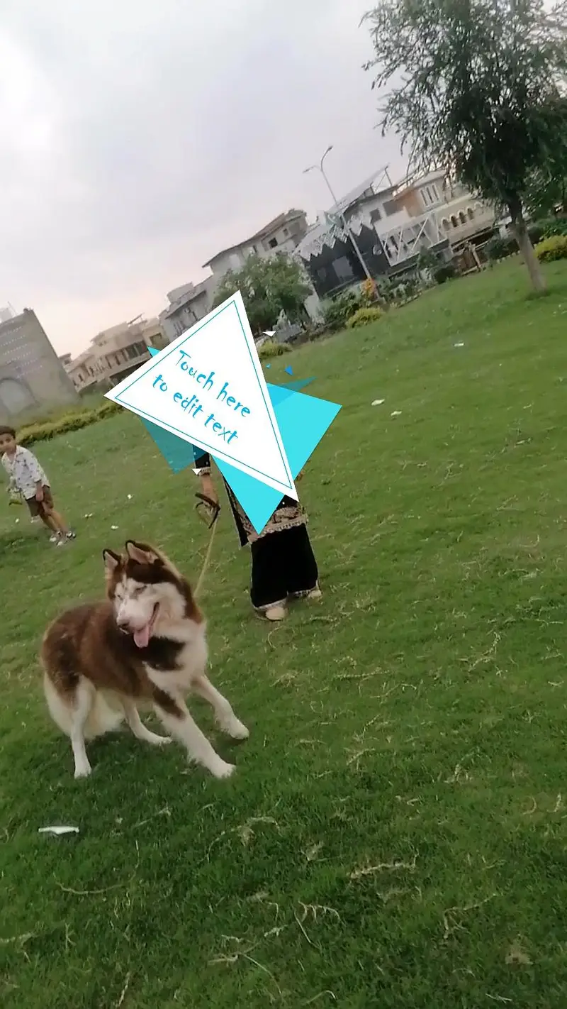 Husky for sell — photo 3