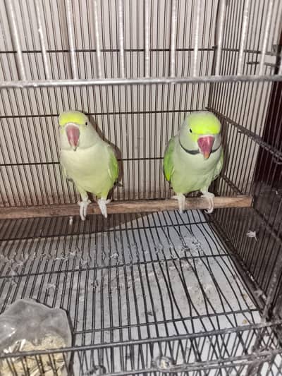 beautiful parrot