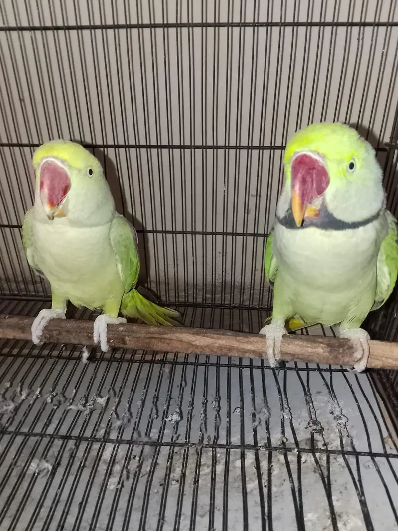 beautiful parrot — photo 3