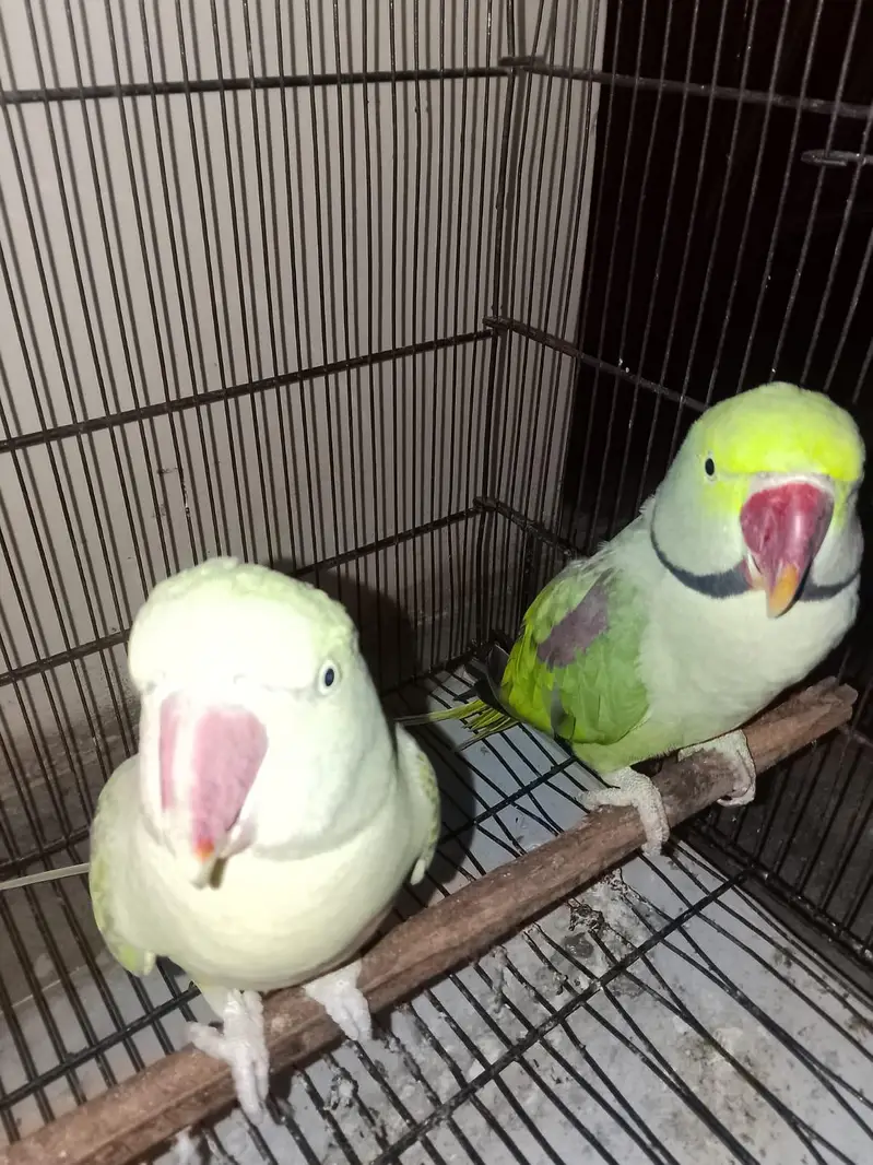 beautiful parrot — photo 4