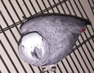 African Grey parrot