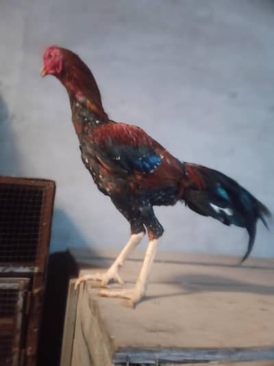 hai colti aseel murga