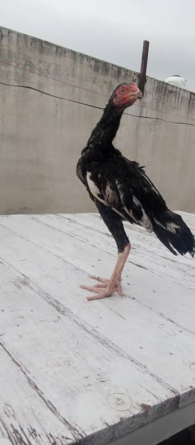 5 aseel  pthy pathe for sale age 5months