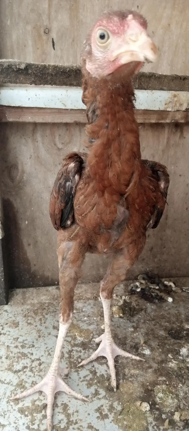 5 aseel  pthy pathe for sale age 5months — photo 2
