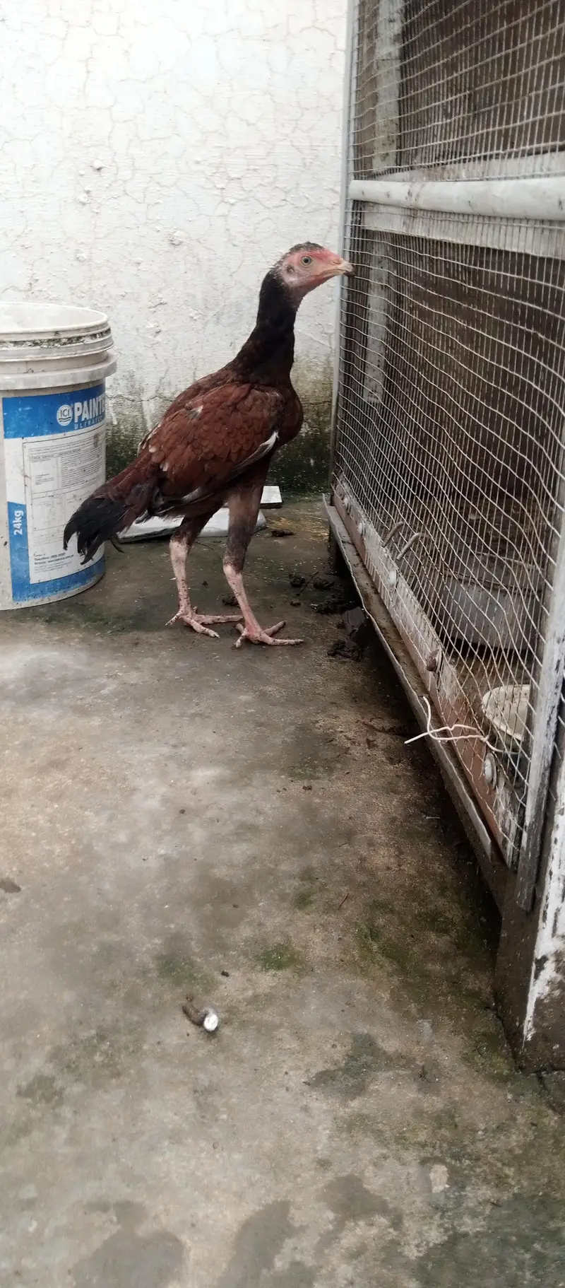 5 aseel  pthy pathe for sale age 5months — photo 3