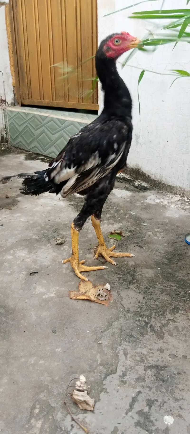 5 aseel  pthy pathe for sale age 5months — photo 4