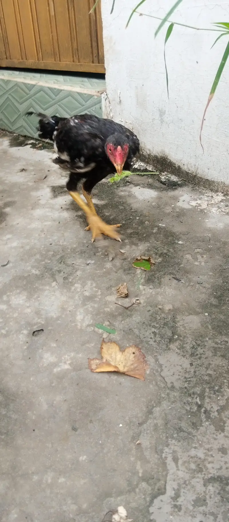 5 aseel  pthy pathe for sale age 5months — photo 5