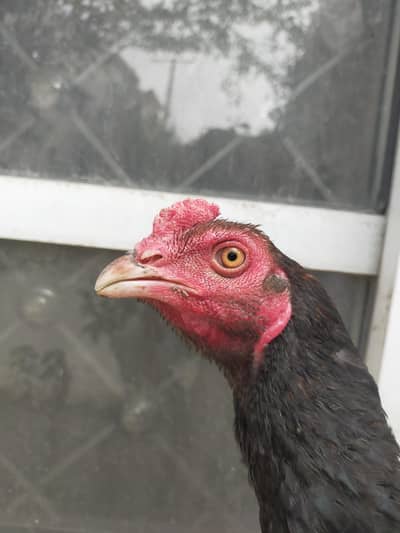 aseel mianwali lakha patha pure breed