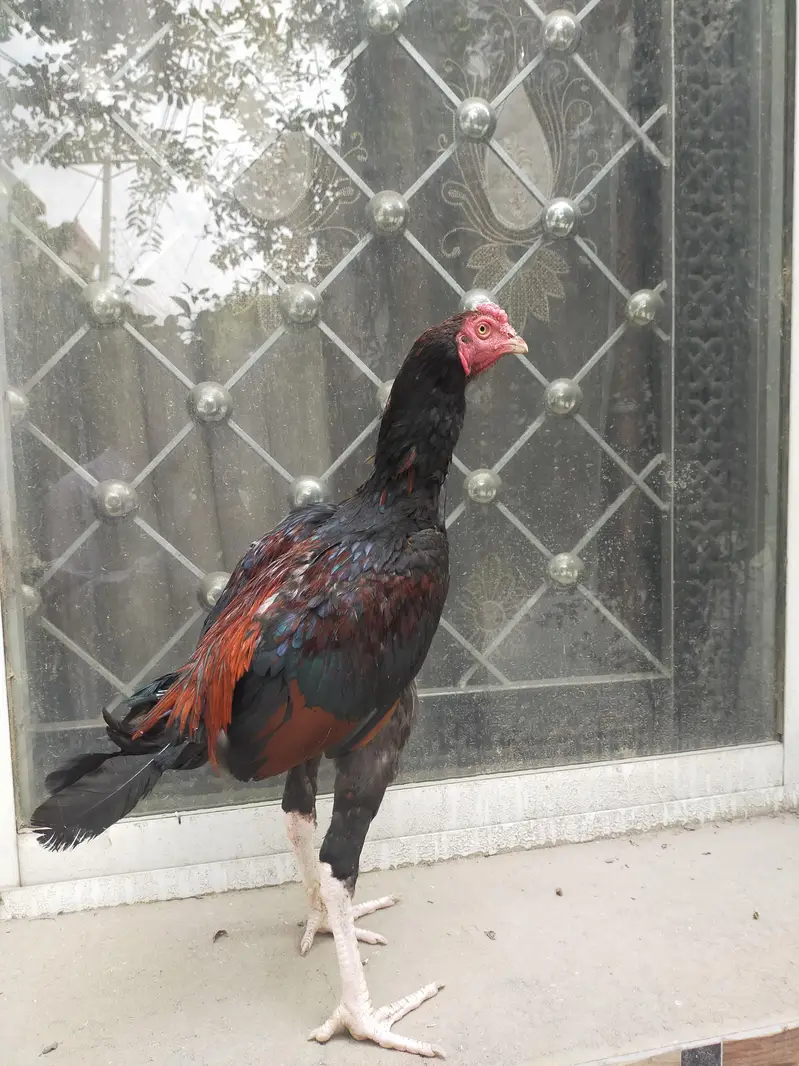 aseel mianwali lakha patha pure breed — photo 2