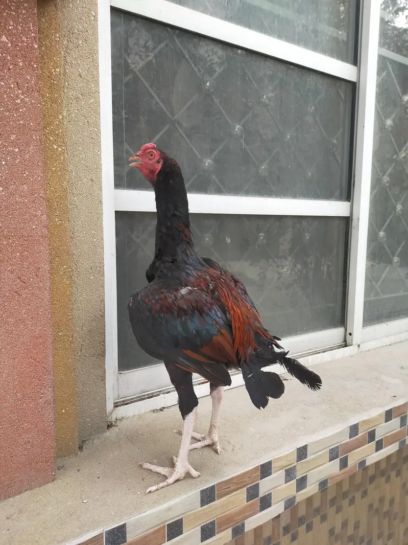 aseel mianwali lakha patha pure breed — photo 3