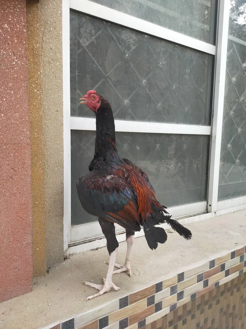 aseel mianwali lakha patha pure breed — photo 4