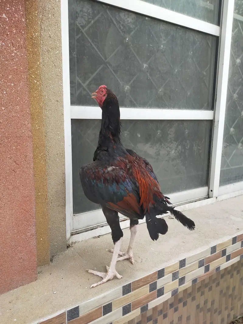 aseel mianwali lakha patha pure breed — photo 5