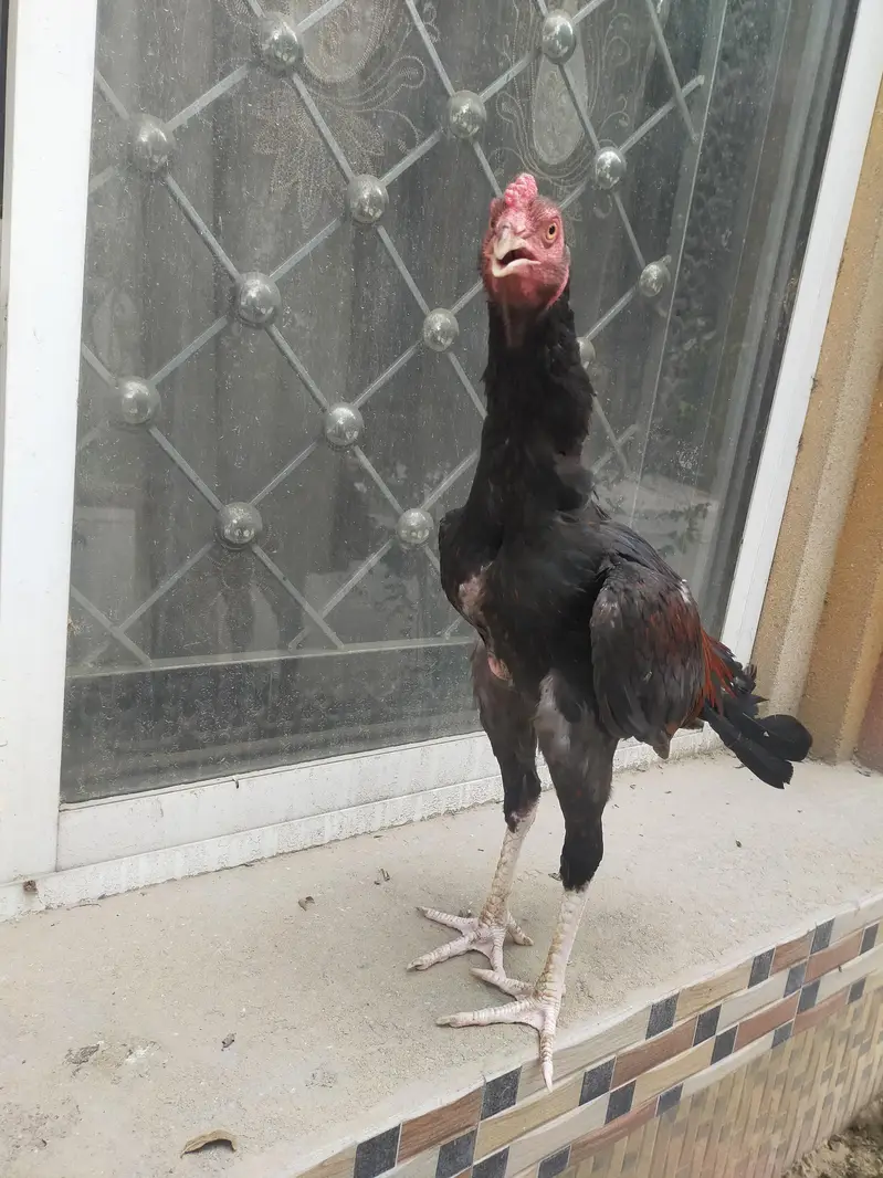 aseel mianwali lakha patha pure breed — photo 6