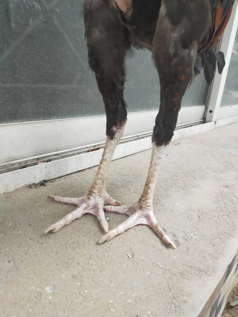 aseel mianwali lakha patha pure breed — photo 7
